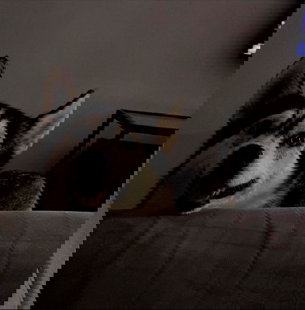 shir.davida6 shir.davida6 archive image