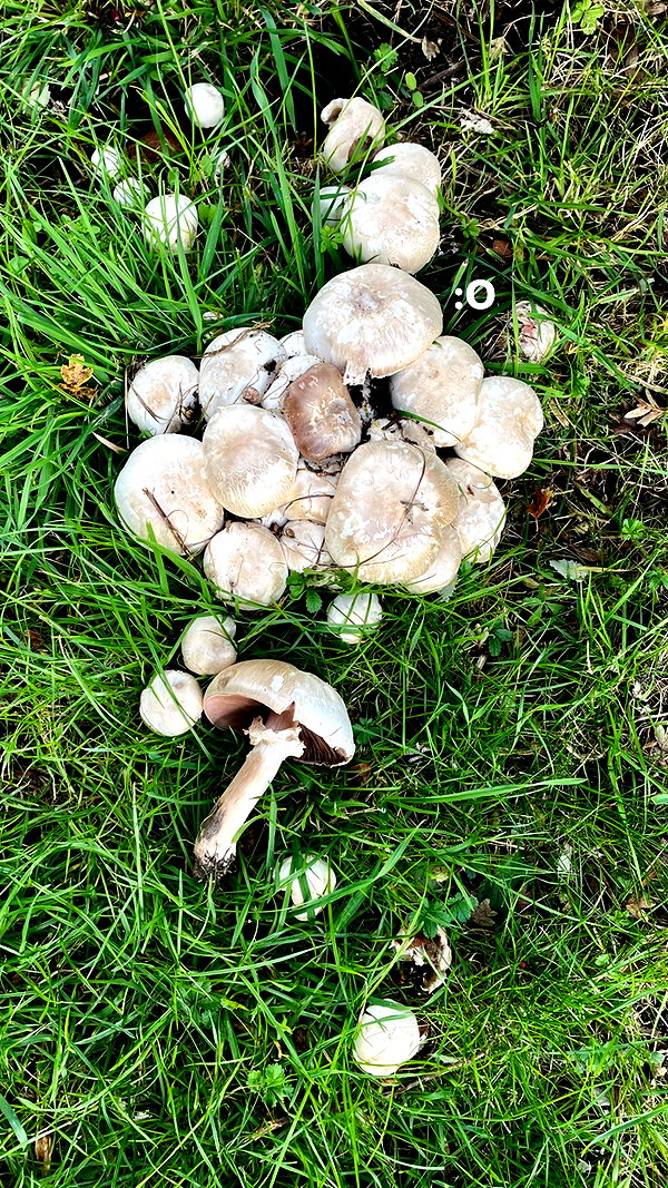 mollieruck instagram image archive image