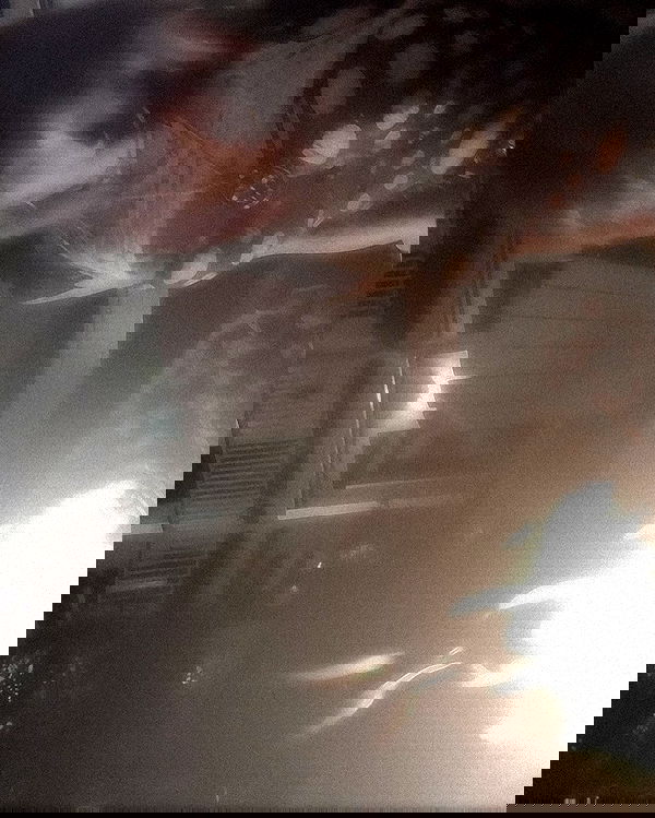 zommmbri zommmbri archive image