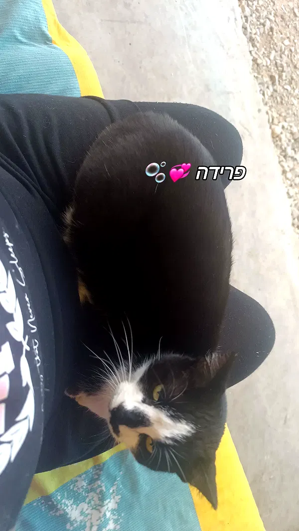 moonyyyya moonyyyya archive image