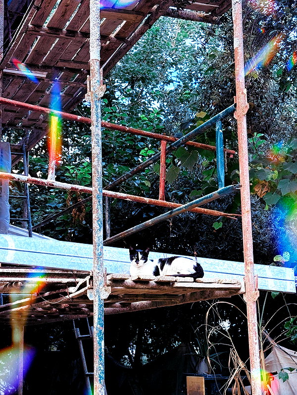 ronyida_ ronyida_ archive image