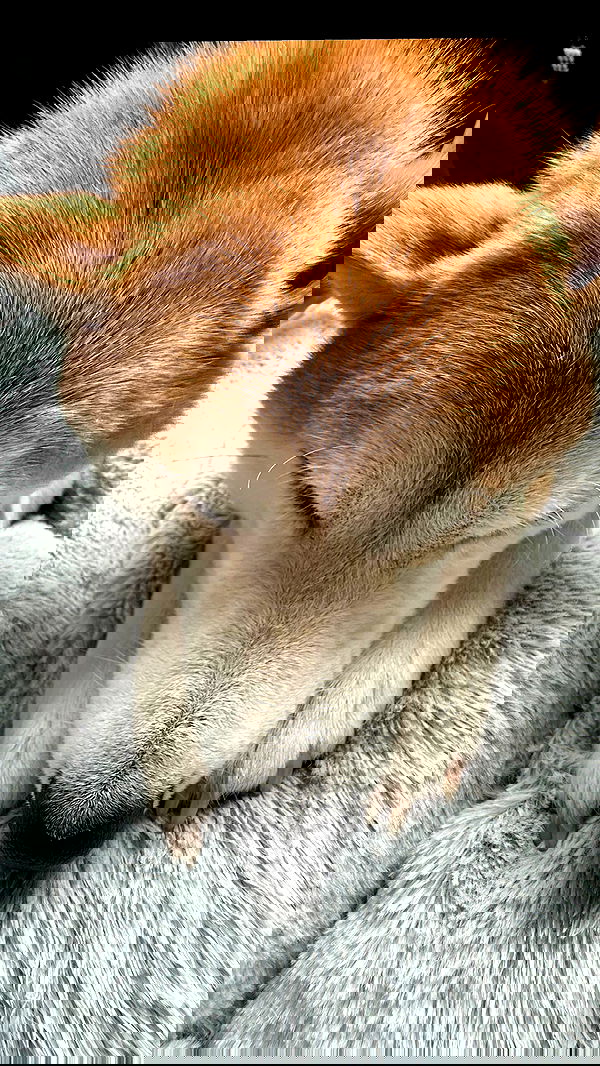 zommmbri zommmbri archive image