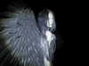 daaarkina Altpins Profile Picture