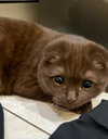 alice_hez Altpins Profile Picture