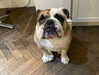 ashleybenson Altpins Profile Picture