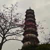 dwpolin Altpins Profile Picture