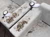 bugz4brainz Altpins Profile Picture