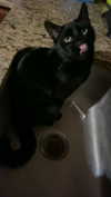 olivia.bolgerr Altpins Profile Picture