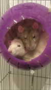 s111y_ccc0nt3 Altpins Profile Picture