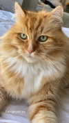 dekota_thompson Altpins Profile Picture