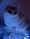 catl0verr69 Altpins Profile Picture