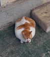 giangg._ Altpins Profile Picture