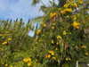 cialikechia Altpins Profile Picture