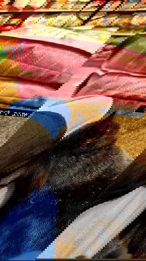 mishel116 mishel116 archive image