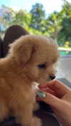 pavoxy Altpins Profile Picture