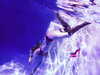 ch111oe Altpins Profile Picture