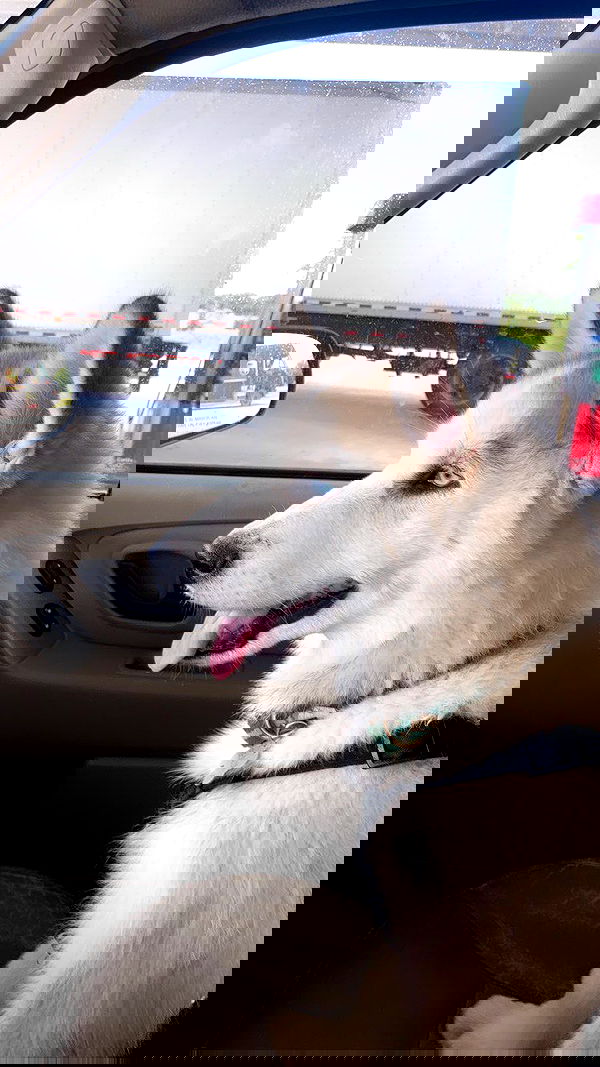 thelizzyporter thelizzyporter archive image