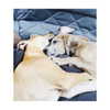sashapieterse Altpins Profile Picture