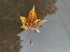 petite.carrot Altpins Profile Picture