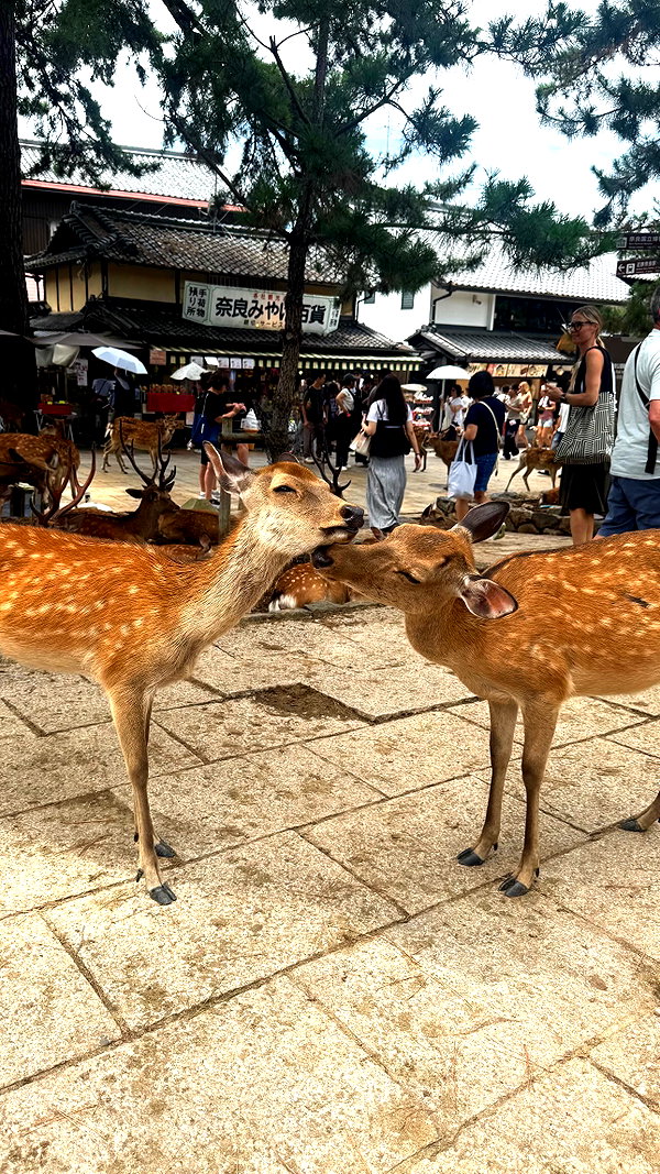 shay_livni instagram image archive image