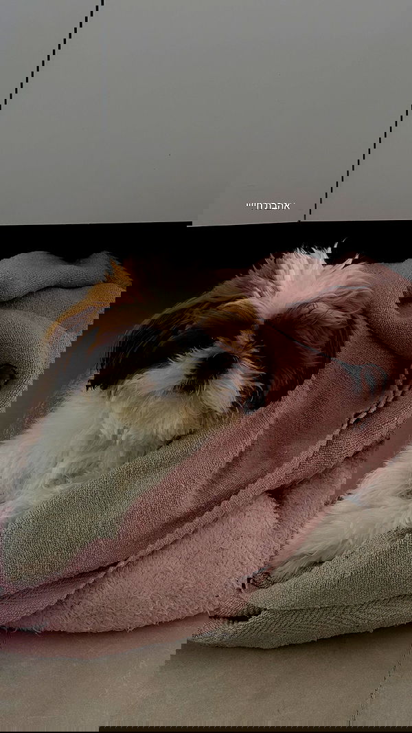 noammalka___ noammalka___ archive image