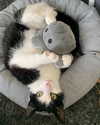 sophiecharlotth Altpins Profile Picture