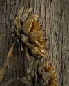 petite.carrot Altpins Profile Picture