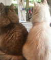 nicolekidman Altpins Profile Picture