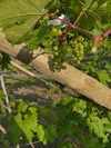 0nlygrlinthewrld Altpins Profile Picture