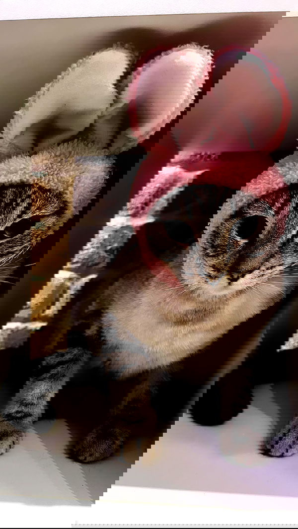 suikomuu suikomuu archive image