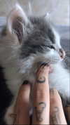 rott3nbambi Altpins Profile Picture