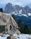 rouxroux.tv Altpins Profile Picture