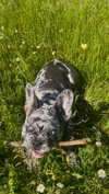 rott3nbambi Altpins Profile Picture