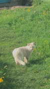 alisen.mari Altpins Profile Picture