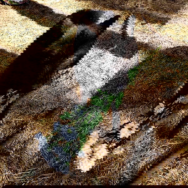 missnyxdawn missnyxdawn archive image