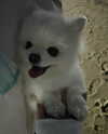 dear.zia Altpins Profile Picture