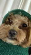 violetpau_ Altpins Profile Picture