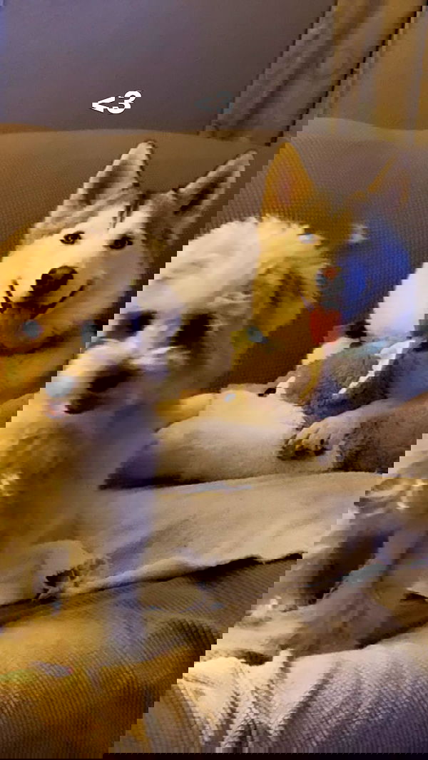 dracuina image ~ Altpins