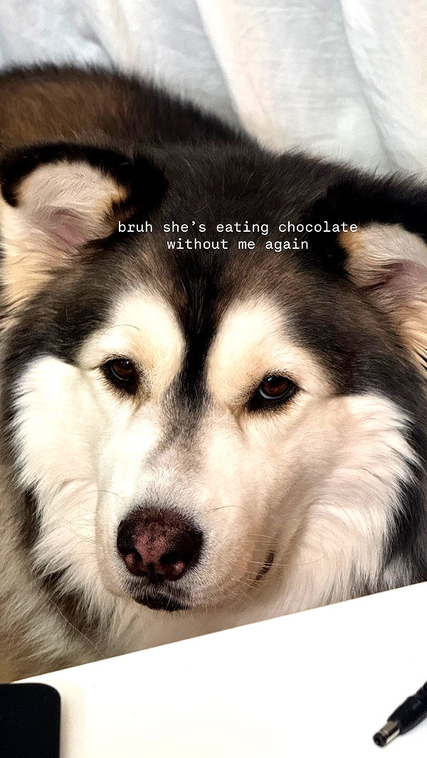 shulunc instagram image archive image