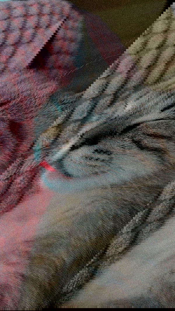 suikomuu suikomuu archive image