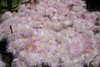adyanacovelli Altpins Profile Picture