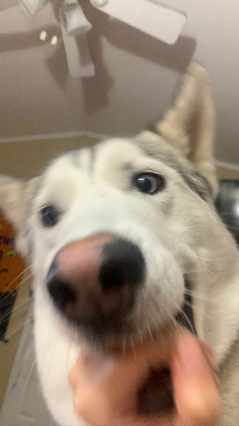 dracuina instagram image archive image