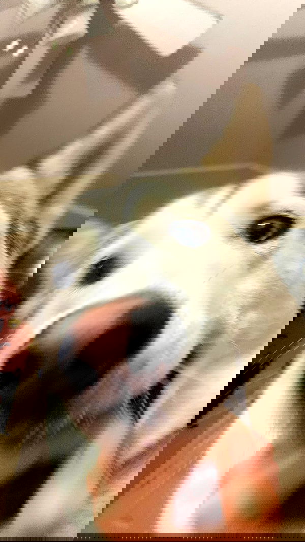 dracuina image ~ Altpins