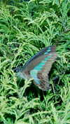 ochya0 Altpins Profile Picture