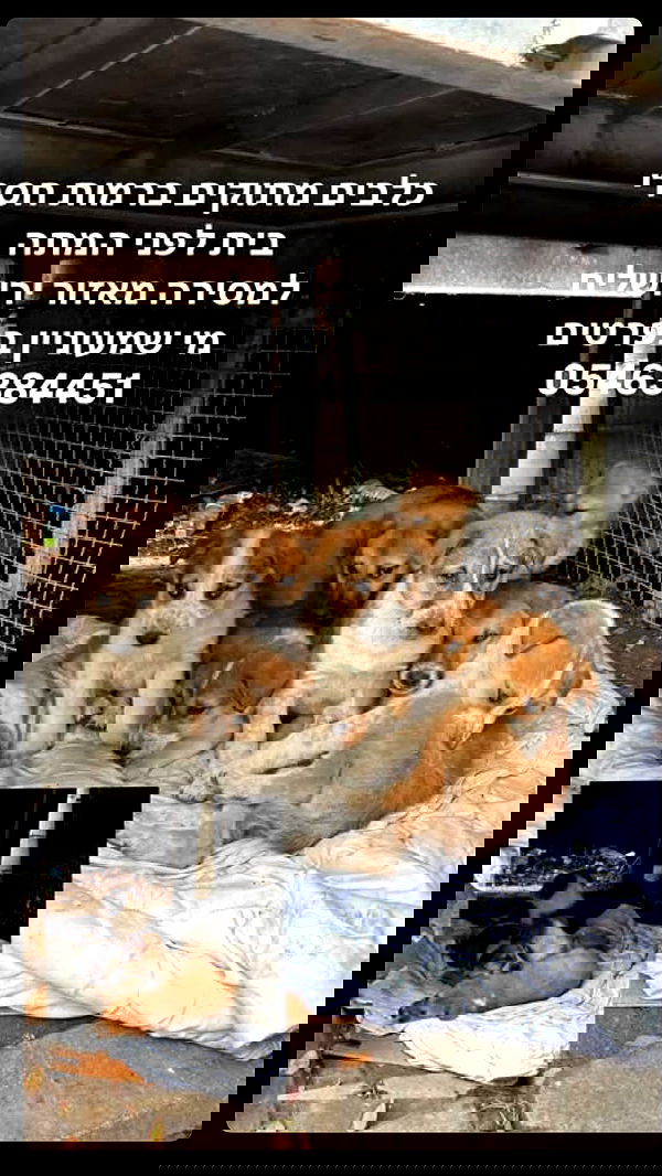 sofiabooshin sofiabooshin archive image