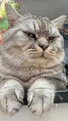 yuri.gever Altpins Profile Picture