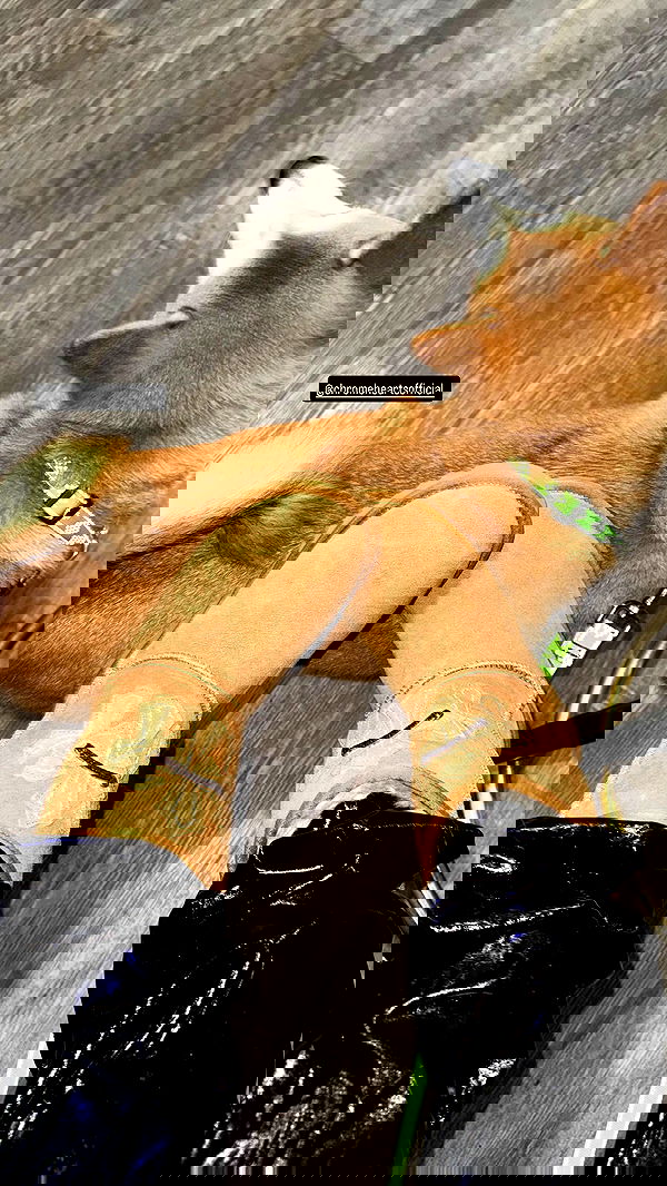 zommmbri zommmbri archive image