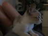 bad.toy Altpins Profile Picture