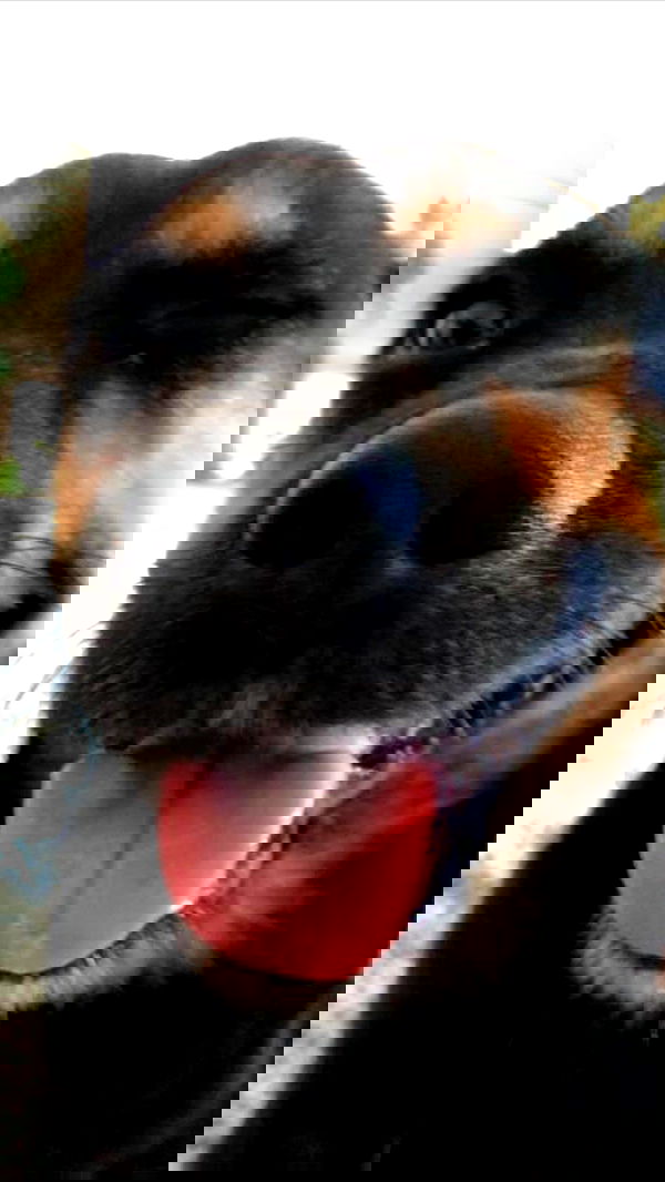 manjolamuriqi manjolamuriqi archive image