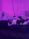 loneliestangelgirl Altpins Profile Picture